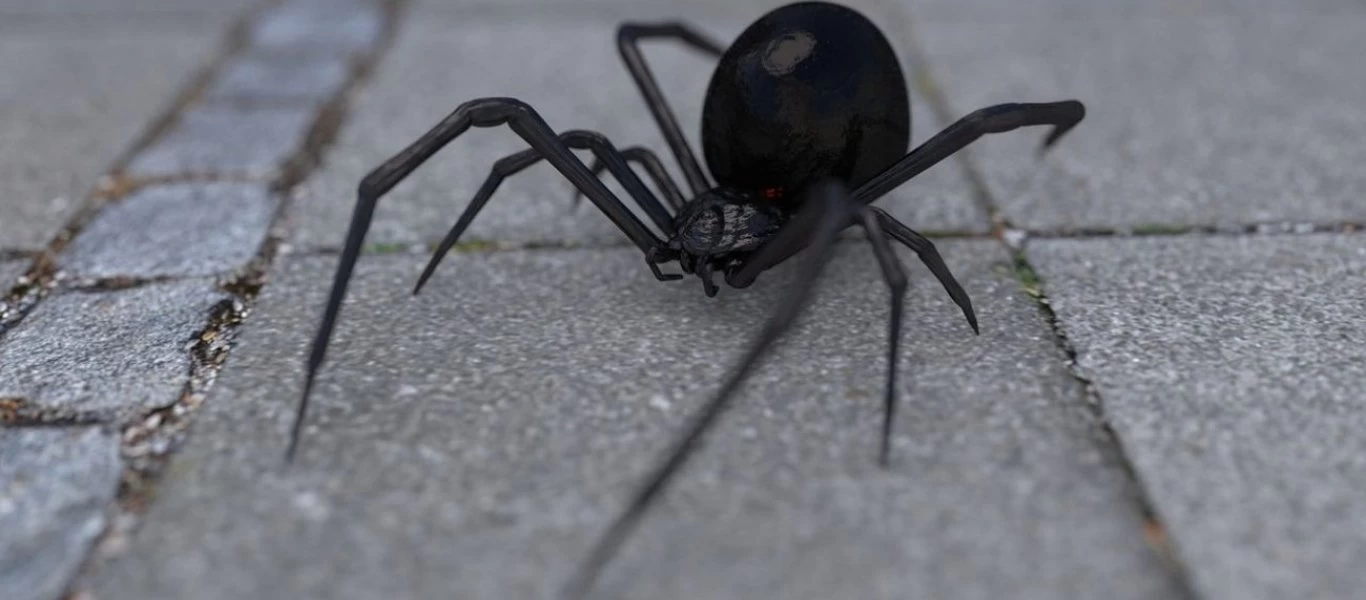 Πάτρα: Ειδικός ορός στο 10 μηνών μωρό που τσιμπήθηκε από μαύρη αράχνη - Μεταφέρθηκε στη ΜΕΘ